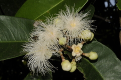 Syzygium mundagam
